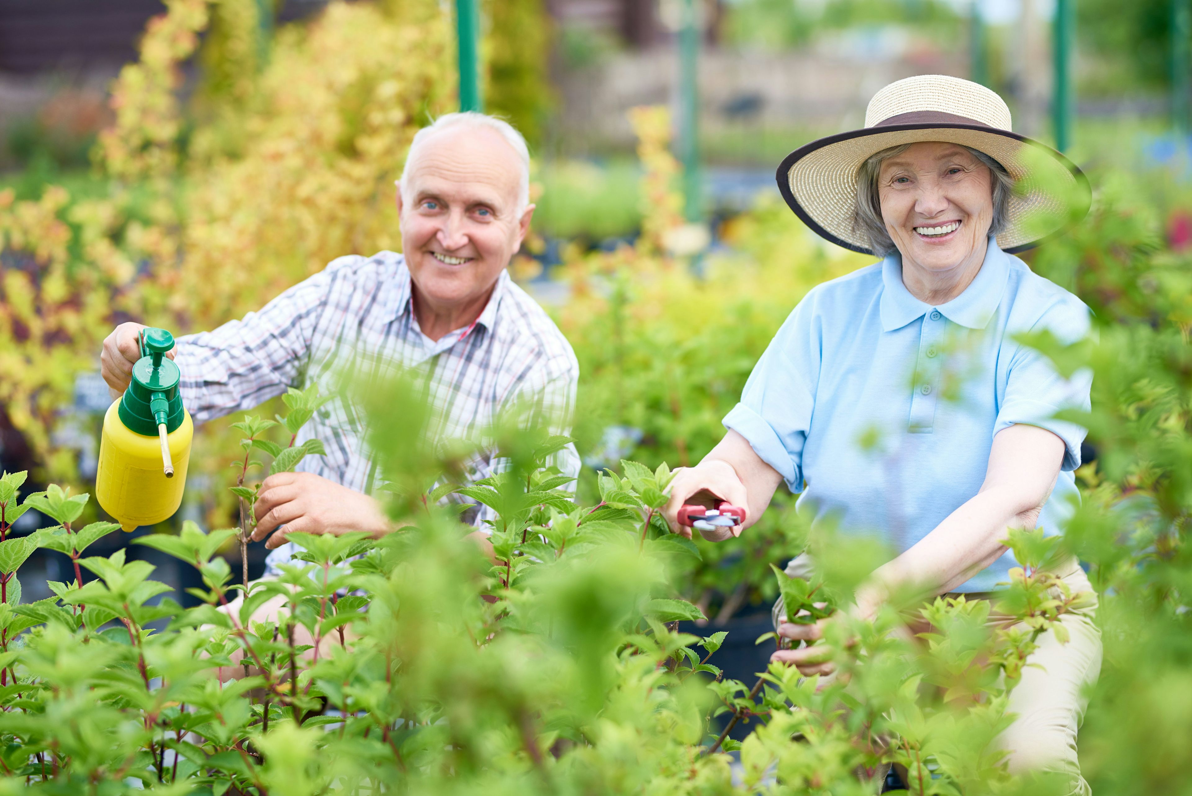 Zwei Senioren haben Gartenarbeit als Hobby